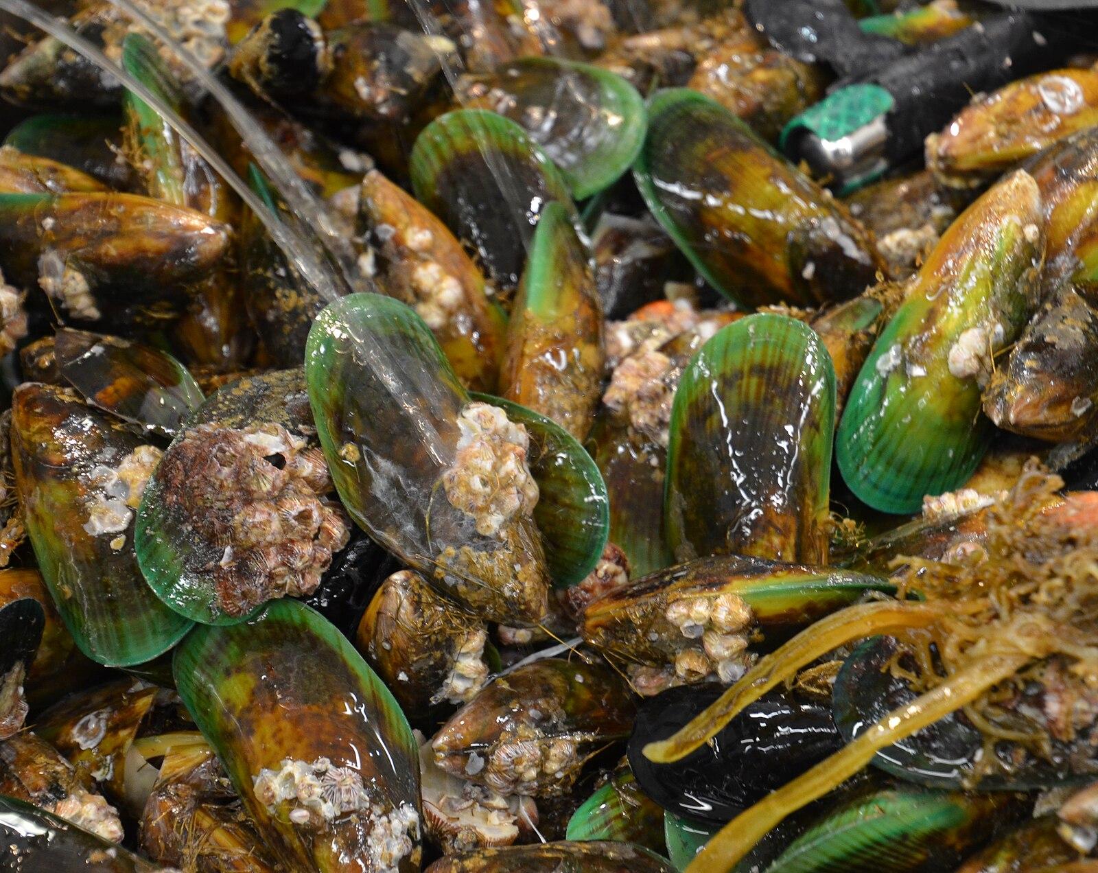 Green lipped Mussels Auckland Fish Market and Seafood School in New Zealand