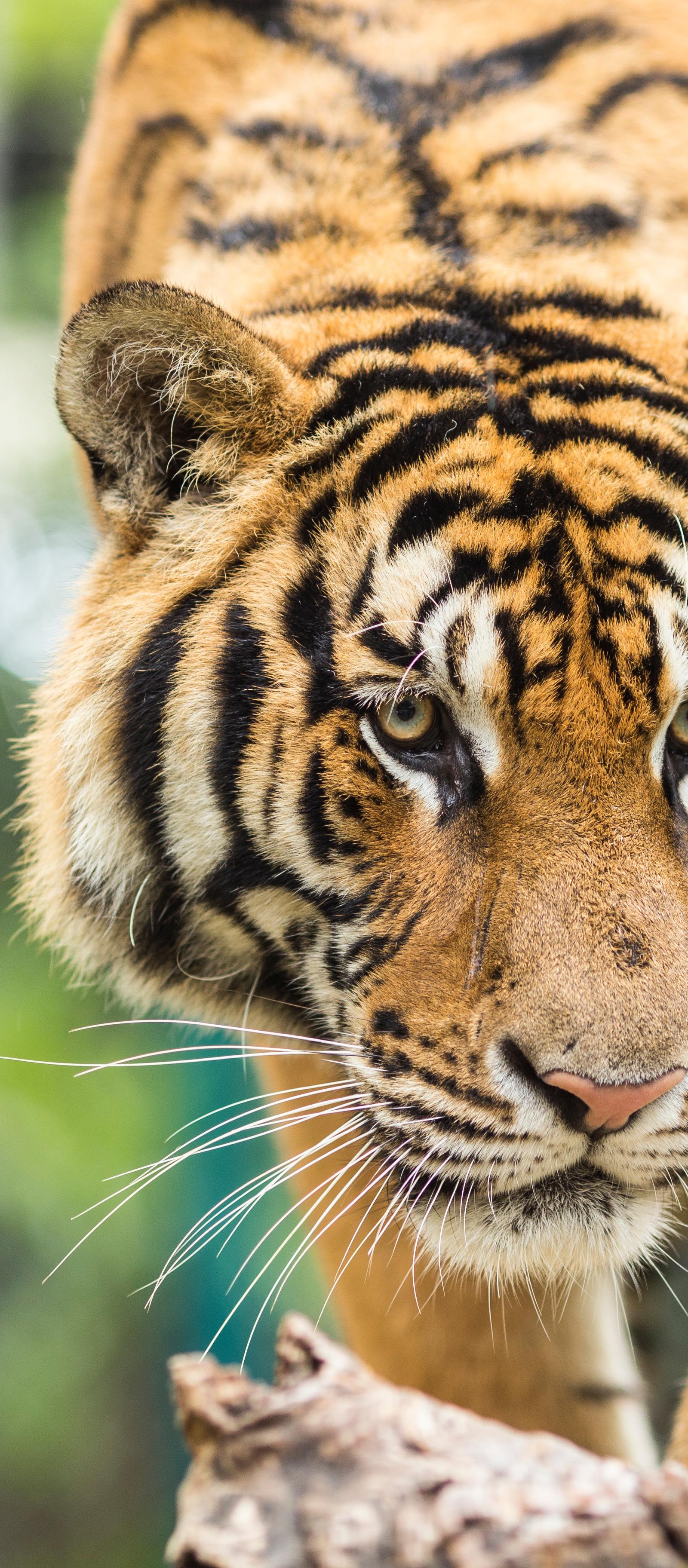Auckland Zoo Offers Year-Round Animal Encounters and Keeper Talk Experiences